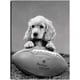 thumbnail image 1 of Cuadro Decorativo - Cocker Spaniel Fútbol, 1 of 3