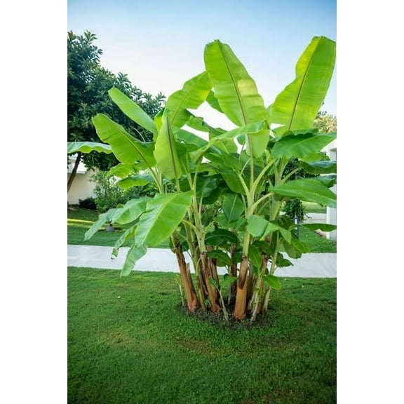 Darjeeling Banana Tree Seeds for Planting (5 Seeds) - Musa sikkimensis - Excellent Indoor Banana Plant