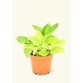 thumbnail image 3 of Epipremnum Aureum Live Green Plant in 6" Pot, 3 of 5