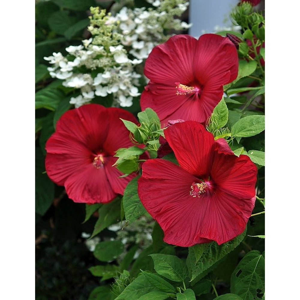 Luna Red Giant Hardy Hibiscus 4" Pot