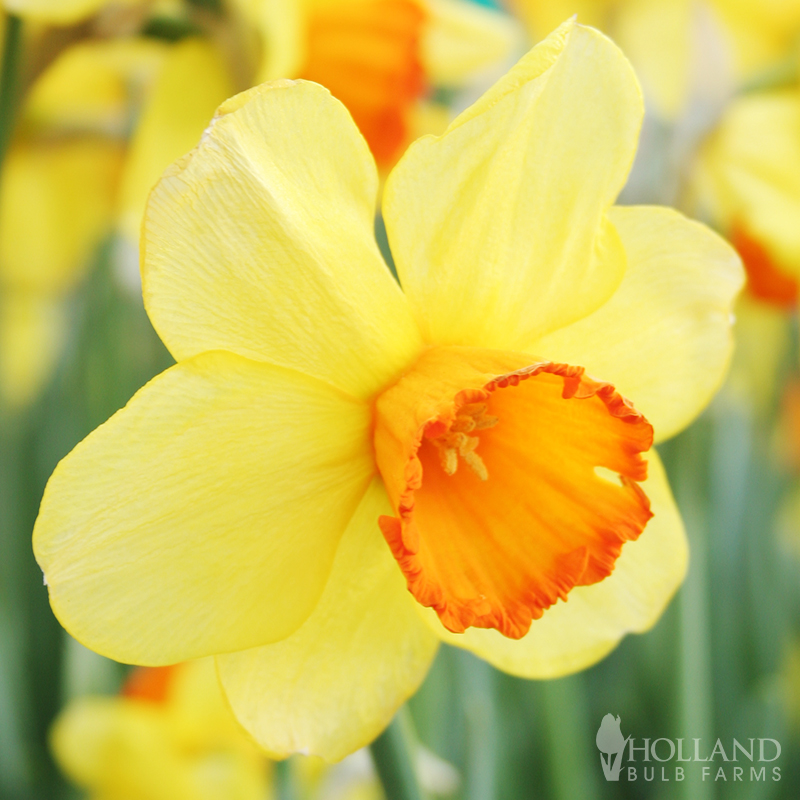 Fortissimo Daffodil