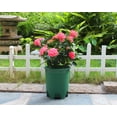 thumbnail image 6 of Cotta Planters 5 Gallon Nursery Pots 10-Pack Green Plastic Premium Plastic Planters Drainage Holes, 6 of 7