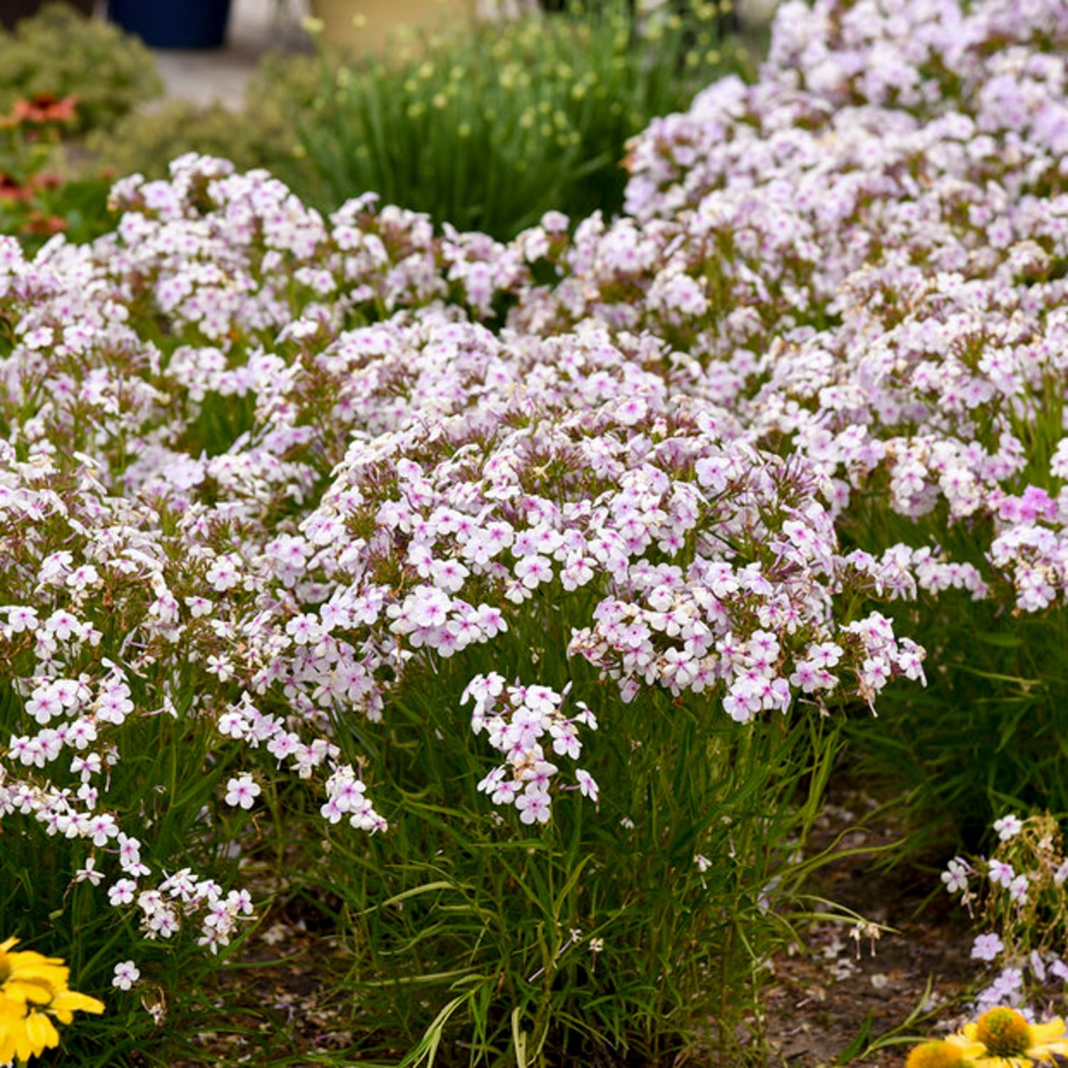 Proven Winners 6" 'Opening Act Pink-a-Dot' Phlox Live Plant in 7.5" Pot