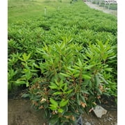 English Roseum Rhododendron