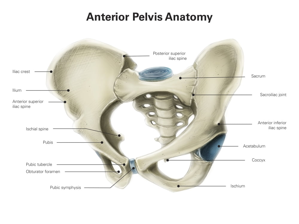 Anterior view of human pelvis with labels Poster Print by Alan ...
