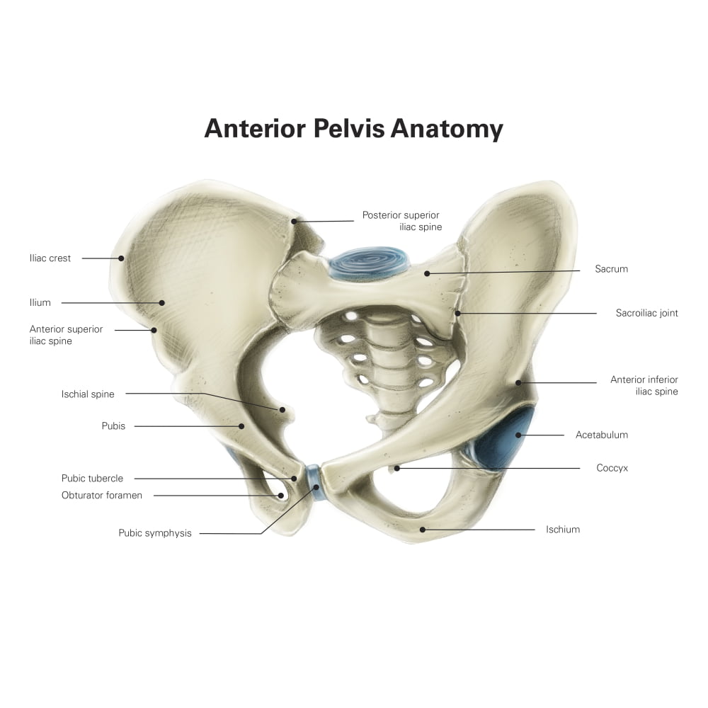 Anterior view of human pelvis, with labels. Poster Print by Alan Gesek