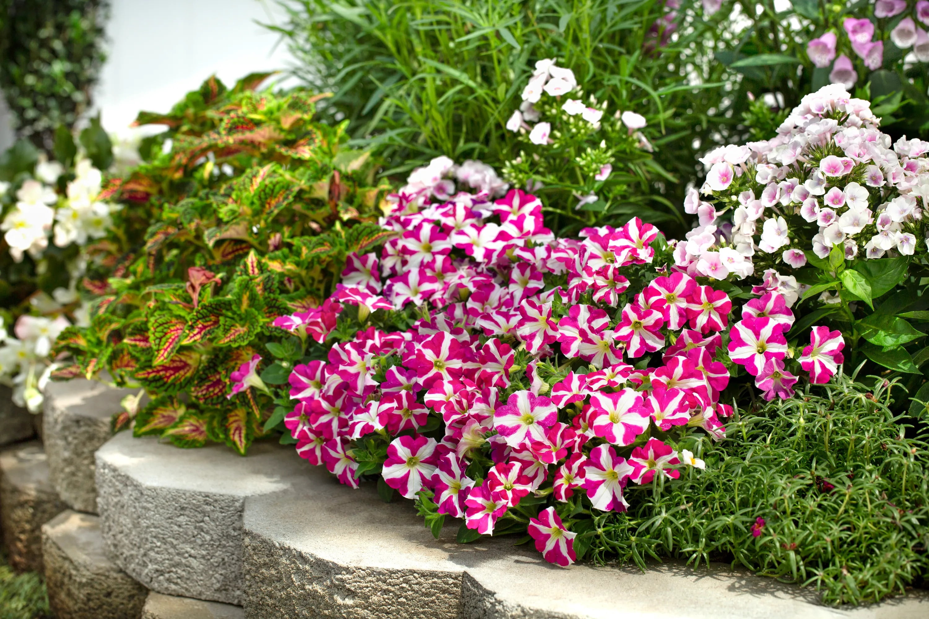Amore 2QT Pink White Petunia Live Annual Plant Sun 3-Pack