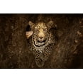 thumbnail image 2 of Ozmen, Ozkan 18x13 White Modern Wood Framed Museum Art Print Titled - Leopard Resting on a Tree at Masai Mara, 2 of 4
