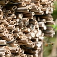 thumbnail image 2 of Miangastore 50Pcs Mason Bee Tubes Reed Bee Tubes Replacement Natural Reed Bee Tubes Bees Nesting Tubes, 2 of 7