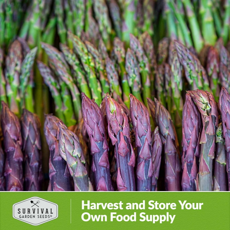 5 packs Argenteuil Purple Asparagus Seeds - Non-GMO Heirloom