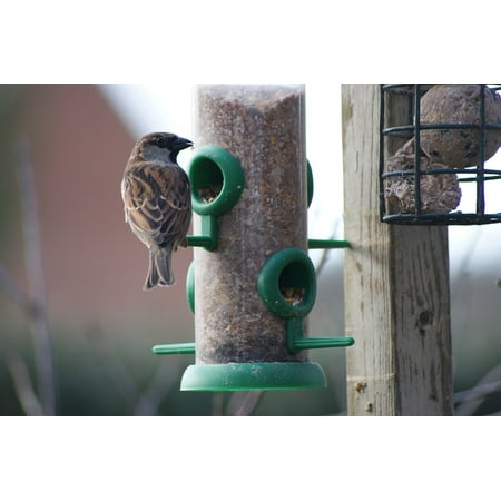 Laminated Poster Sparrow Bird Garden Bird House Sparrow Bird