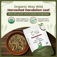thumbnail image 4 of Organic Way Dandelion Leaf (Taraxacum Officinale) Cut & Sifted - Herbal Tea | European Wild-Harvest | Organic & Kosher Certified | Non GMO & USDA Certified | Origin - Albania (1/2 lbs / 8 oz), 4 of 8