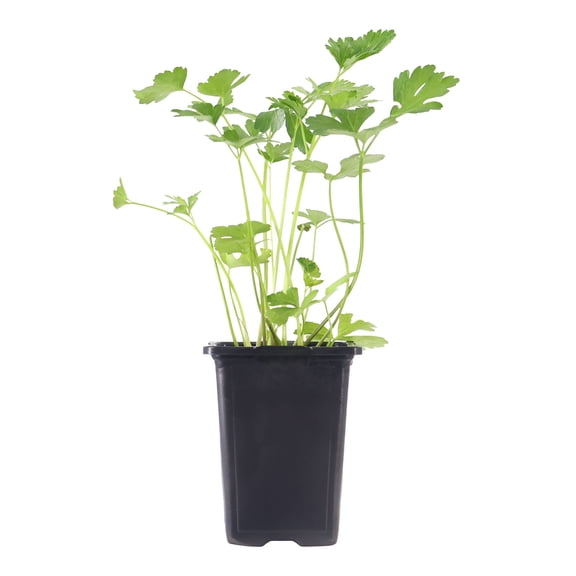 Expert Gardener 8" Parsley Live Plants in 4" Grower Pot Full Sun