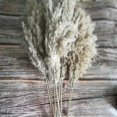 thumbnail image 1 of 20pcs Dried Pampas Grass Phragmites Communis Wedding Flower Bunch, 1 of 5