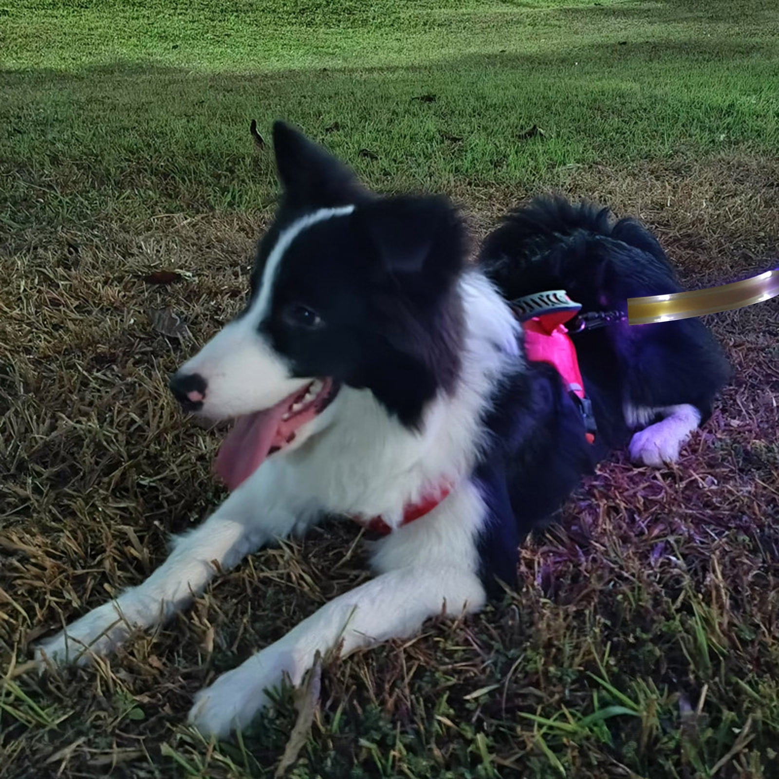 USB Rechargeable LED Dog Leash - 5FT Light Up Leash for Night Walking, Glow in The Dark Safety Lead with Reflective Stripes for Small Medium Large Dogs
