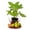 3 Plants, variant on LSU Gold Fig Tree - 3 Live Plants in 3 Inch Growers Pots - Ficus Carica - Edible Fruit Bearing Tree for The Patio and Garden