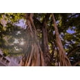 thumbnail image 2 of Norring, Tom 24x17 White Modern Wood Framed Museum Art Print Titled - Majestic old Banyan tree with sunstar-Waikiki-Oahu-Hawaii, 2 of 4
