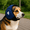 Blue, variant on Generic Dog Calming Earmuffs, Noise Protection for Anxiety Relief, Multiple Sizes & Colors