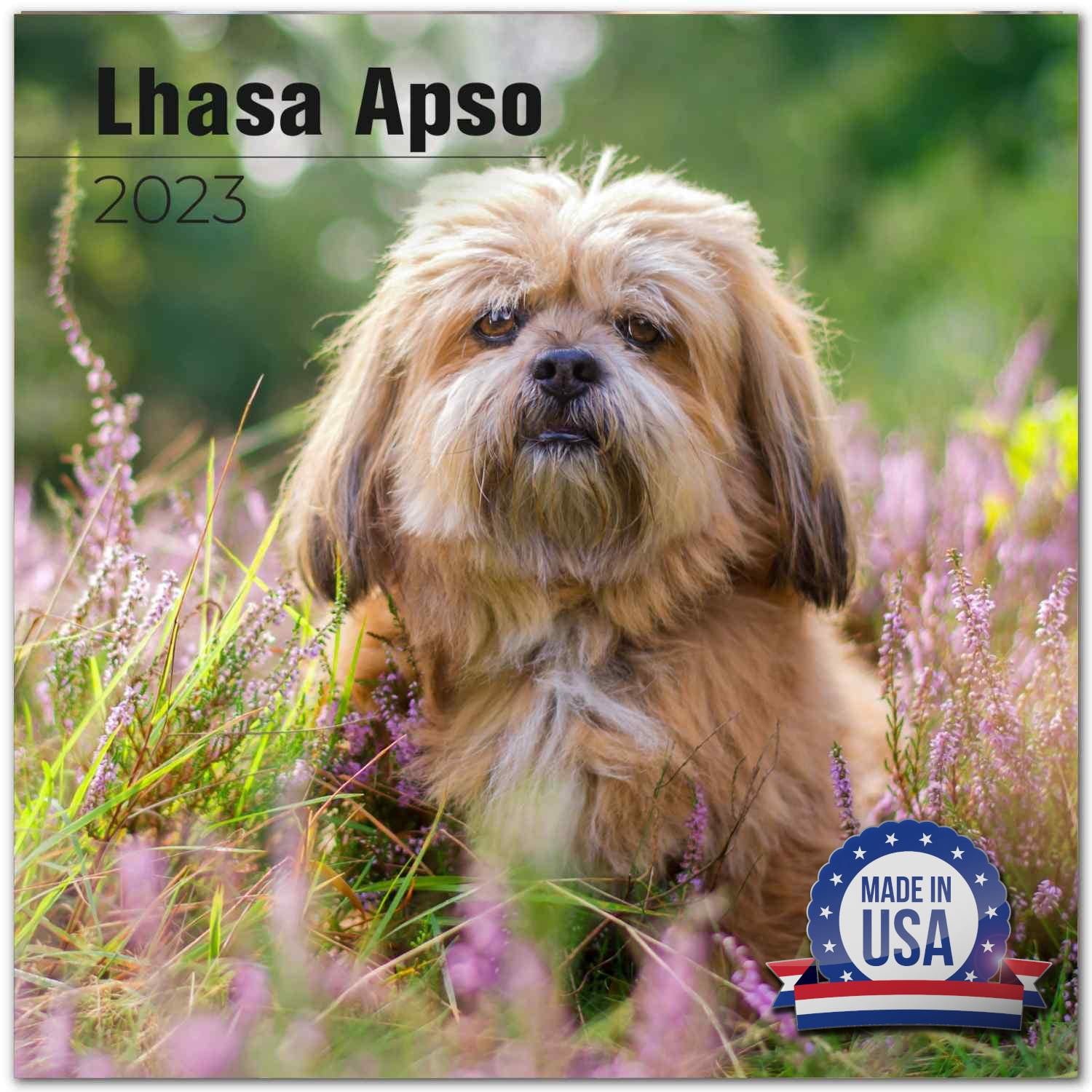 2022 2023 Lhasa Apso Calendar - Dog Breed Monthly Wall Calendar - 12 x 24 Open - Thick No-Bleed Paper - Giftable - Academic Teacher's Planner Calendar Organizing & Planning - Made in USA