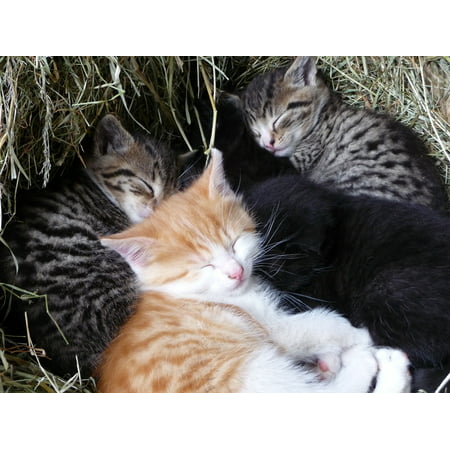 LAMINATED POSTER Cat Young Cat Kitten Animals Sleep Pet Snuggle Poster Print 24 x