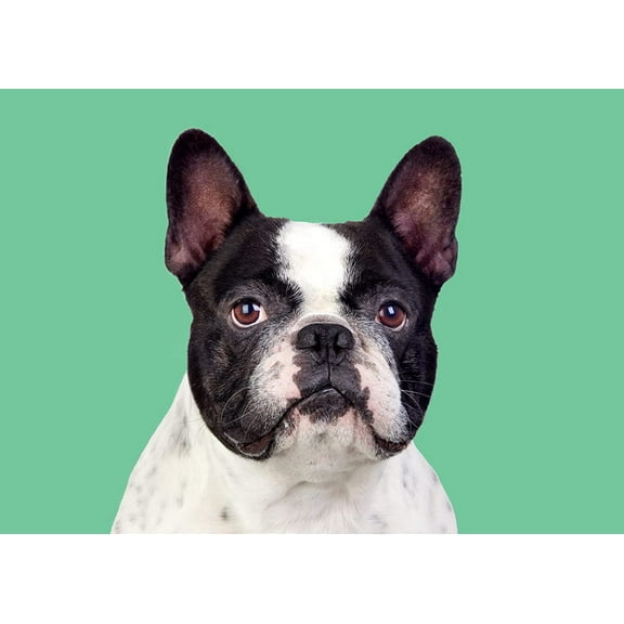 Blank Note Card Set Frenchie on Green Background, 12 Cards and Envelopes in Gift Box