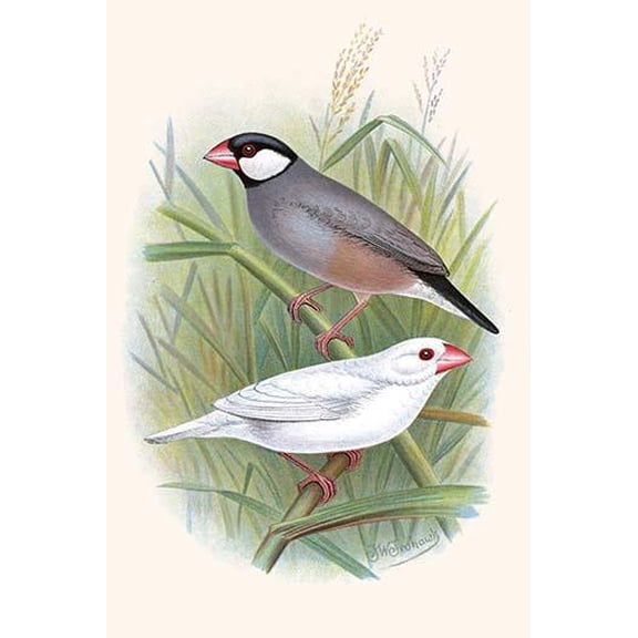 Java Sparrow-Fine Art Canvas Print (20" x 30")