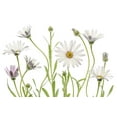 thumbnail image 2 of Disher, Mandy 24x17 White Modern Wood Framed Museum Art Print Titled - Cape Daisies, 2 of 4