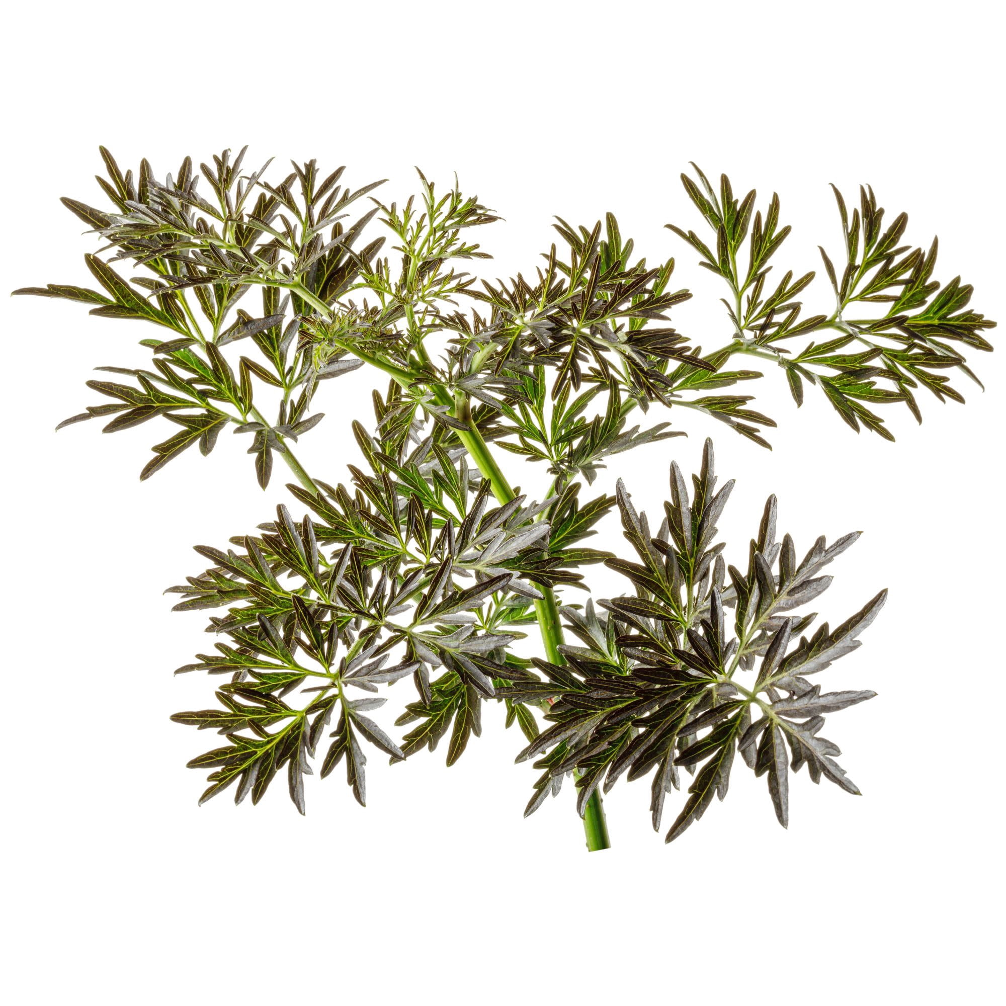 Proven Winners ColorChoice 5" Black Laced Up Elderberry Live Plant in 4.5" Pot (4 Count)