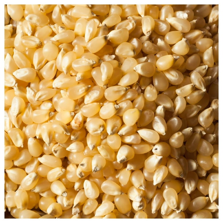 100 Country Gentleman Corn Seeds - Heirloom, Open Pollinated, Mylar Packet (Everwilde Farms)