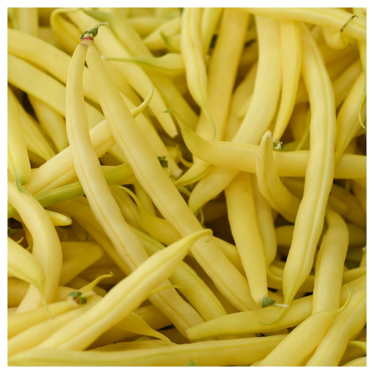 Everwilde Farms - 1/4 lb Gold Rush Yellow Bean Seeds - Gold Vault Bulk Seed Packet