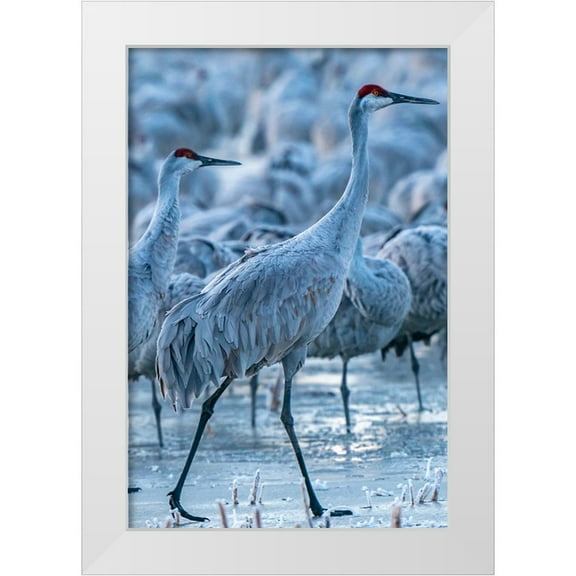 Jaynes Gallery 11x14 White Modern Wood Framed Museum Art Print Titled - USA-New Mexico-Bernardo Wildlife Management Area-Sandhill cranes in icy water at sunrise