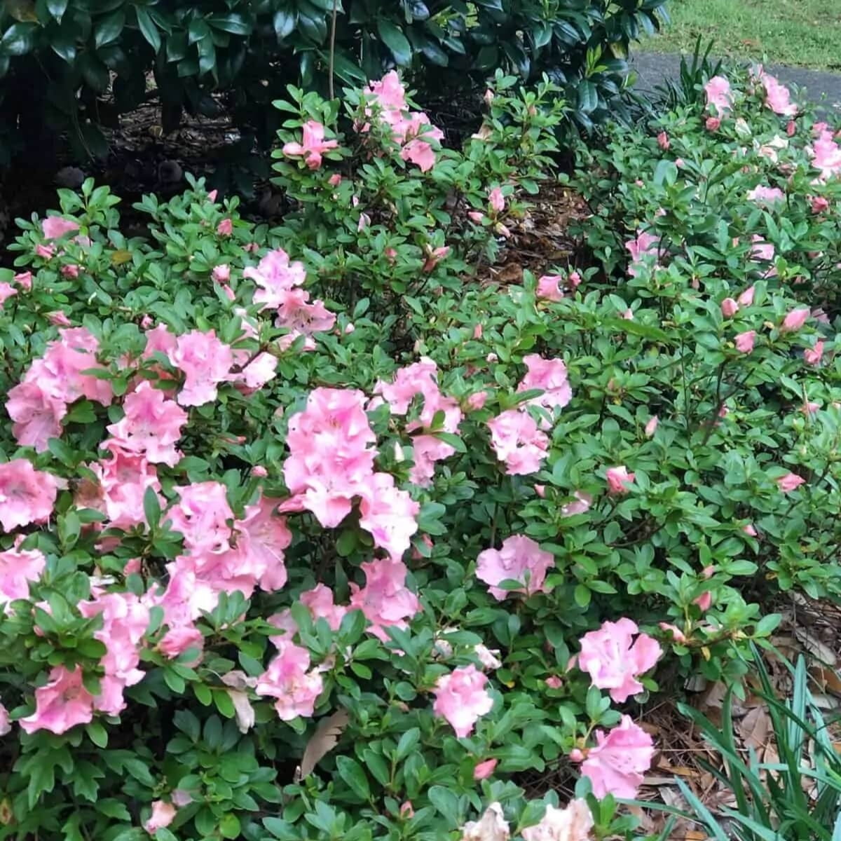 Encore Azalea Autumn Sweetheart (2 Gallon) Pink and White Flowering Shrub - Full Sun Live Outdoor Plant
