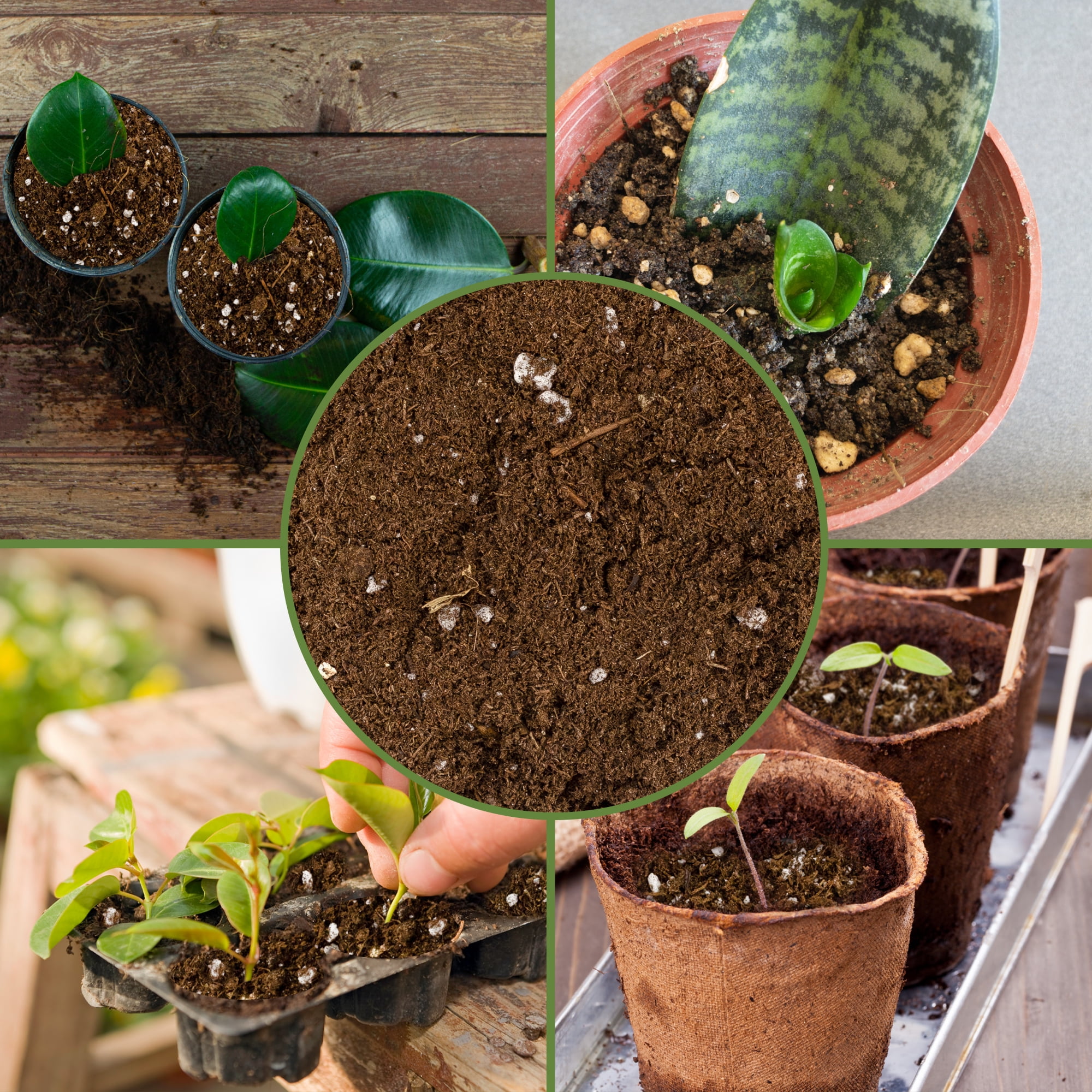 Soil Sunrise Plant Propagation Potting Mix (8 Quarts); Ideal Starter Mix for Rooting Plant Cuttings