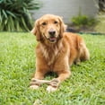 thumbnail image 3 of Nylabone Healthy Edibles Wild Dog Treats for Large Dogs, Long Lasting Dog Bones, Venison Flavor, Large - Up to 50 lbs. (1 Count), 3 of 11