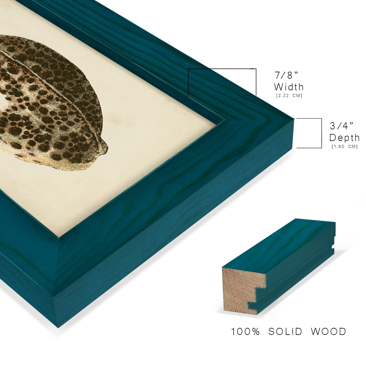 Sealife Collection III - Framed Print w/glass - Ocean Blue