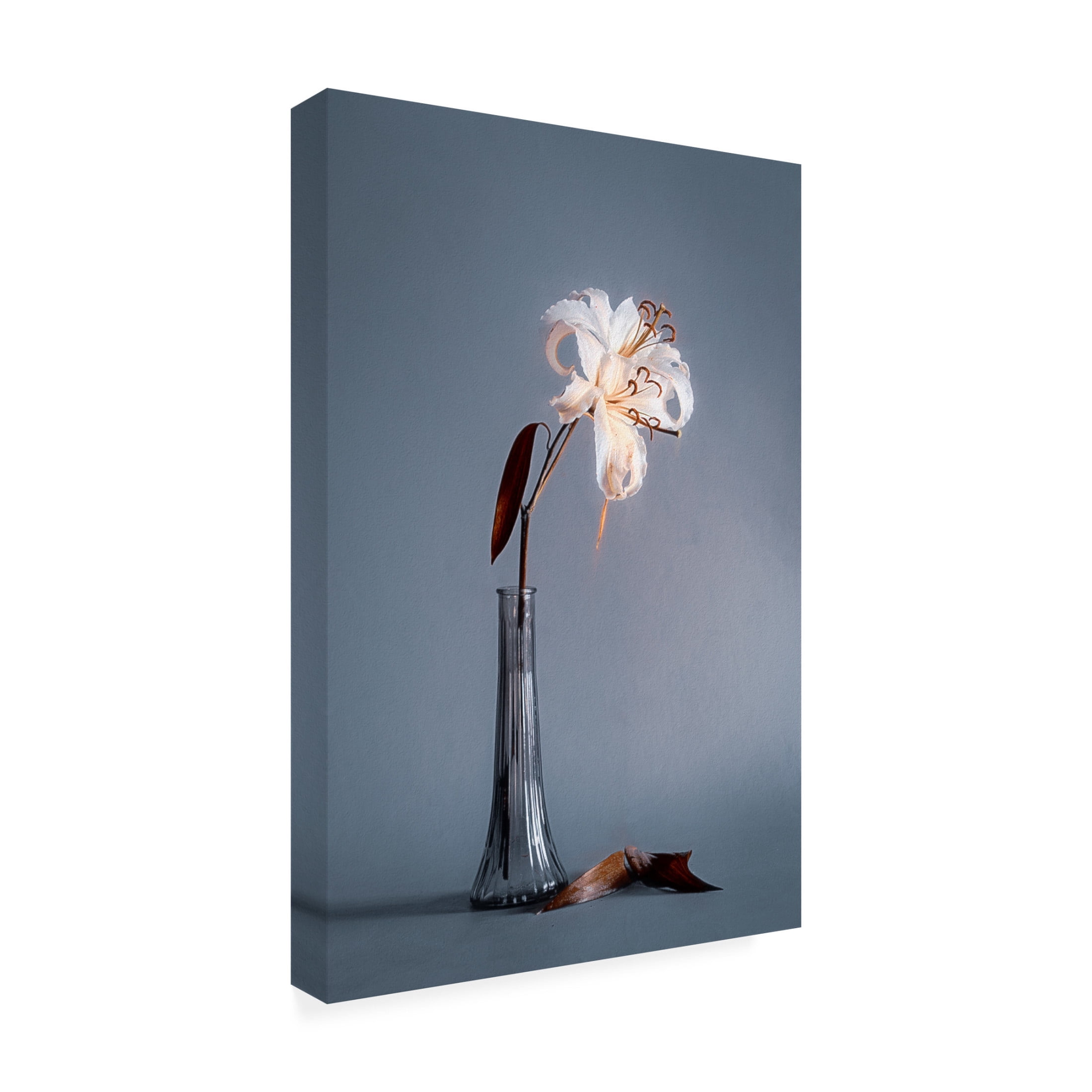 Trademark Fine Art Cicek Kiral  Elegant Lines Canvas Wall Art