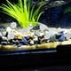 thumbnail image 3 of KAKOWELY 100 piedras decorativas para peceras que brillan en la oscuridad., 3 of 3