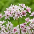 thumbnail image 2 of Raspberry Sundae Blend Flower Bulbs - 10 Bulbs per Pack - Attracts Butterflies and Hummingbirds - Good as Cut Flowers - Easy to Grow Live Plants - Outdoor Garden, 2 of 5