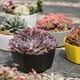 thumbnail image 5 of Macetas Para Plantas Macetas De Plástico De Gran Diámetro Con Orificio De Drenaje Macetas Modernas Ideal Para Plantas Hierbas Violetas Africanas Plantas De Follaje sonducket HA028500-02, 5 of 6