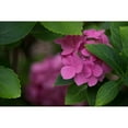 thumbnail image 3 of Crane, Rita 24x17 Black Modern Framed Museum Art Print Titled - Pink Hydrangeas VI, 3 of 5