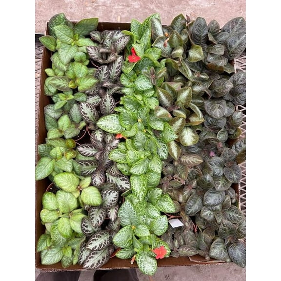 Harmony Foliage Episcia Assorment in 4 inch pots 15-Pack Bulk Wholesale Colorful Flame Violets