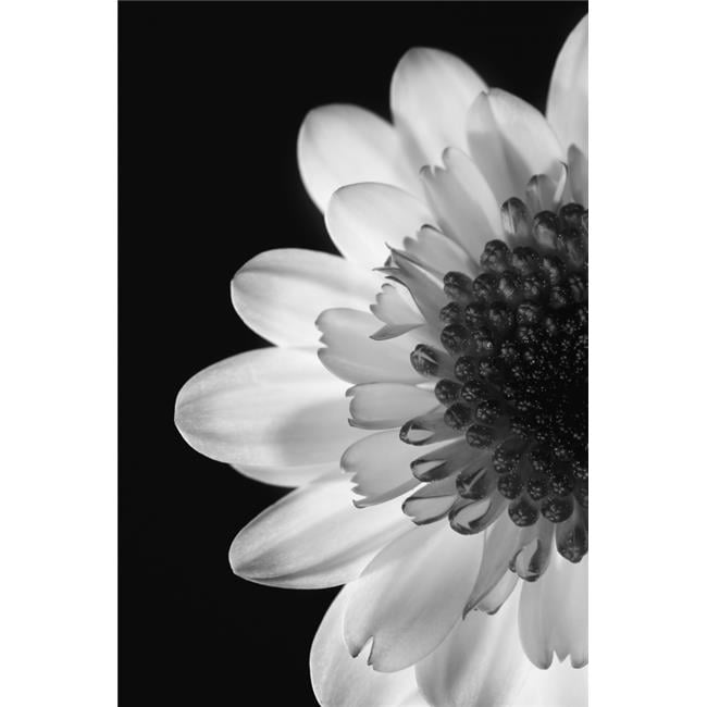 Posterazzi DPI1785996LARGE Black & White Flower Poster Print by Darren