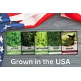 thumbnail image 6 of Hydroponic Seeds For Planting | 5 High-Quality Varieties, 6 of 7