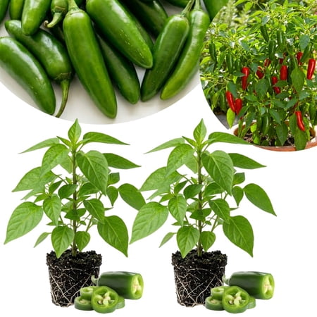 Set 2 Pepper Plants Live for Planting, Pepper Plant, 4 - 6 Inc Tall, Live Vegetable Plants for Indoor Outdoor Growing (Hot Green Peppers)