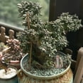 thumbnail image 5 of 20pcs resin rockery micro landscape moss succulent flower pot accessories Cake decoration tabletop decoration, 5 of 5