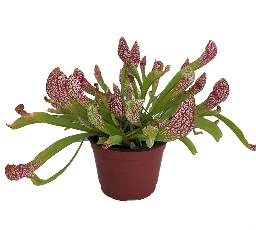 Sarracenia /'Scarlet Belle/' Carnivorous Pitcher Plant