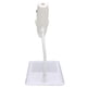 thumbnail image 3 of Microscopio digital inalámbrico mini portátil 8 LED HD cámara de Microscopio WiFi USB compatible para teléfono inteligente tableta PC blanco Ticfox, 3 of 14