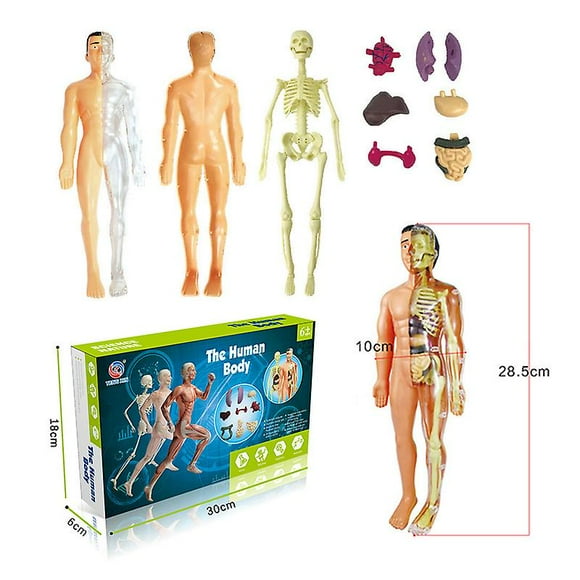 3d Human Body Torso Model Assembly Diy Human Body Organ Teaching Tools,Bagged,Bones and Internal Organs