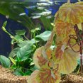 thumbnail image 4 of Reptile Terrarium Plant Artificial Aquarium Plant Plastic Fish Tank Plant Reptile Tank Plant Decor, 4 of 9
