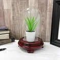 thumbnail image 4 of Plymor 4" x 7" Glass Display Dome Cloche (Red Wood Veneer Footed Base), 4 of 4